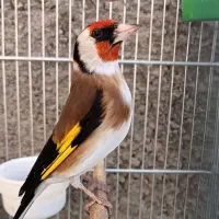 سهره نامبروان.. جفتی هر رنگ قناری