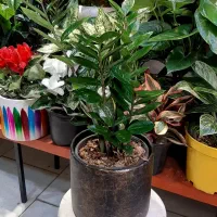 سانسوریا/زاموفیلیا/گل و گیاه آپارتمانی بنسای