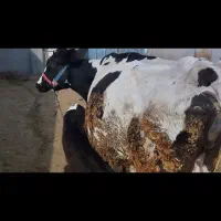 گاو و گوساله