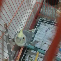 عروس هلندی نر دوکت|پرنده|تبریز, |دیوار