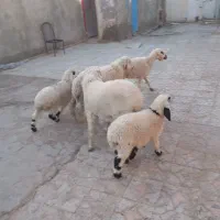 چند دونه گوسفند مالداری|حیوانات مزرعه|زهک, |دیوار