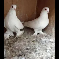 کفتر قرمزی گوز معاوضه با ابلاغ