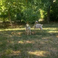 بز سانن نر فروشی|حیوانات مزرعه|ماهنشان, |دیوار