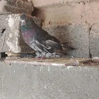 کفتر سرور سیاه