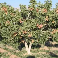 خرید پسته کال از یک کیلو تا هرچقد و اجاره باغ پسته