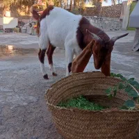 بز و کهره|حیوانات مزرعه|خورموج, |دیوار