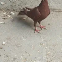 کفتر سرخ|پرنده|نیشابور, سرآب کوشک|دیوار