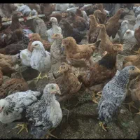 مرغ و خروس محلی