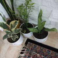 پرستارکودک