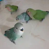 یک جفت طوطی برزیلی به همراه ۴ عدد جوجه|پرنده|محمدشهر, ولدآباد|دیوار