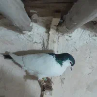 خال دم|پرنده|شیروان (خراسان), |دیوار