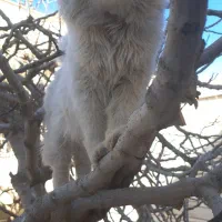 واگذاری گربه.پرشین.نر