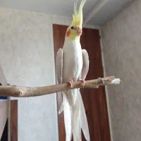 عروس هلندی نر|پرنده|کرج, دهقان ویلا|دیوار