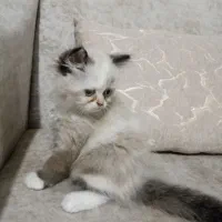گربه با رنگ خاص