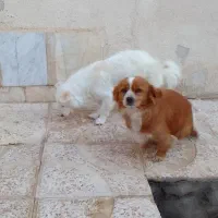 فروش یه جفت سگ پا کوتاه