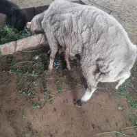 بره نر