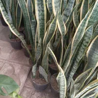 حراج حراج حراج گل سانسوریا|گل و گیاه طبیعی|نیشابور, ابراهیم ادهم|دیوار