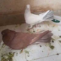 کبوتر،کفتر|پرنده|شهریار, یوسف آباد صیرفی|دیوار