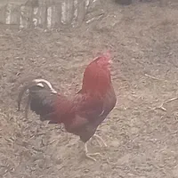 خروس محلی جوان