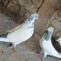 یه جفت نرو ماده کله دم آبی