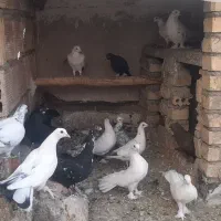 مرغ و خروس و کبوتر ب صورت یکجا|پرنده|اصفهان, همدانیان|دیوار