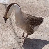 قو غاز آفریقایی اصل