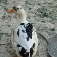 اردک نازار خارجی