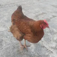 مرغ تخمگذار