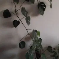 گل برگ انجیری