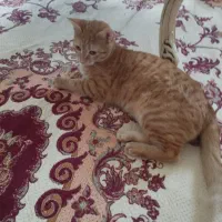 واگذاری بچه گربه