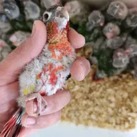 طوطی گرینچیک سرلاکی در رنگ های کلکسیونی|پرنده|قائمشهر, |دیوار