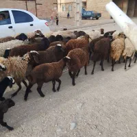 میش ‌بره