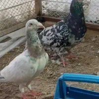 کبوتر هفرنگ|پرنده|بردسکن, |دیوار