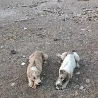 توله سگ|سگ|قائن, |دیوار