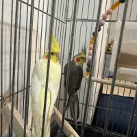 عروس هلندی جفت با قفس