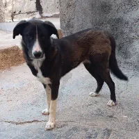 سگ واگذاری رایگان سگ ماده