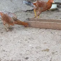 با سلام فروشی درجه‌ یک