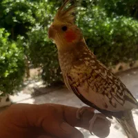 جوجه عروس هلندی و بالغ و مرغ عشق|پرنده|بندر انزلی, پیل علی باغ|دیوار