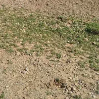 جویای کار هستم خیلی فوری