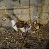 غاز محلی و جوجه