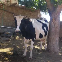 گاو ابستن۷ماهه شکم ۴شیر ۴۰تا۴۲وزن ۷۰۰ کیلو به بالا