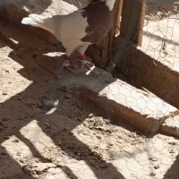 طوقی سرخ نر کاکل مست