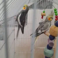 عروس هلندی|پرنده|رودسر, |دیوار