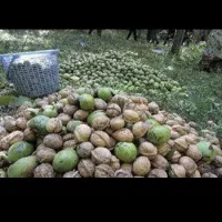 سرکارگر کشاورزی از صفر تا صد|خدمات باغبانی و درختکاری|بیستون, |دیوار