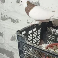 پرنده|پرنده|خنج, |دیوار