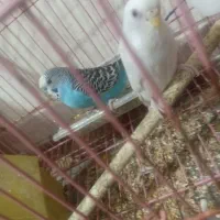 مرغ عشق|پرنده|شوشتر, |دیوار