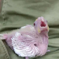 جوجه عروس سرلاکی چشم شرابی