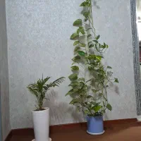 گلدان|گل و گیاه طبیعی|آق قلا, |دیوار