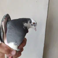 کفتر شازده