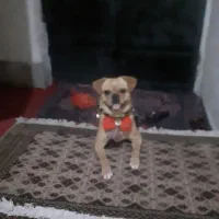 سگ‌پاکوتاه